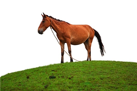 褐色,马,草地,地点