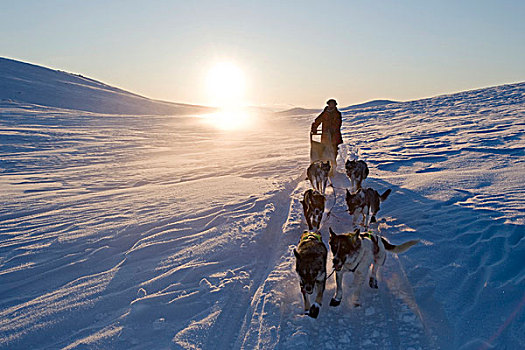 狗,雪橇运动,挪威,拉普兰,欧洲