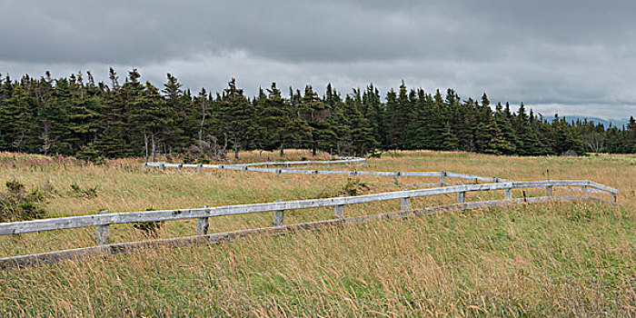 围栏,草场,母牛,头部,格罗莫讷国家公园,纽芬兰,拉布拉多犬,加拿大