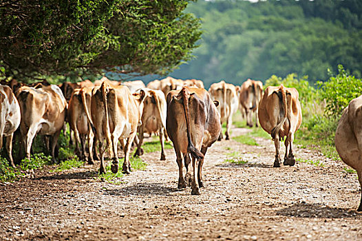 后面,乳业,母牛,走,道路,靠近,长,绿色,马里兰,美国