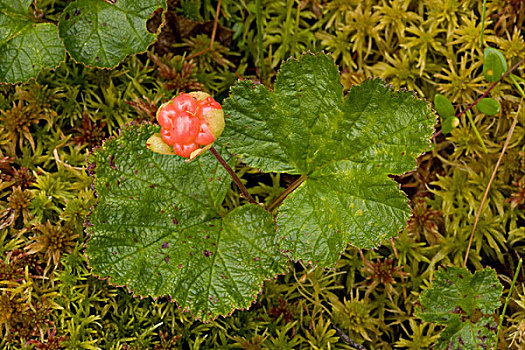 野生黄莓,水果,苏格兰,英国,欧洲