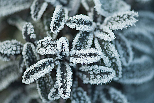 霜,遮盖,植物,俯拍,特写