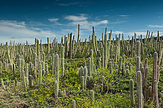 仙人掌,国家公园,博奈尔岛,荷属安的列斯,加勒比