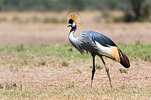黑色,冠鹤,冠鹤属,自然保护区,肯尼亚,非洲