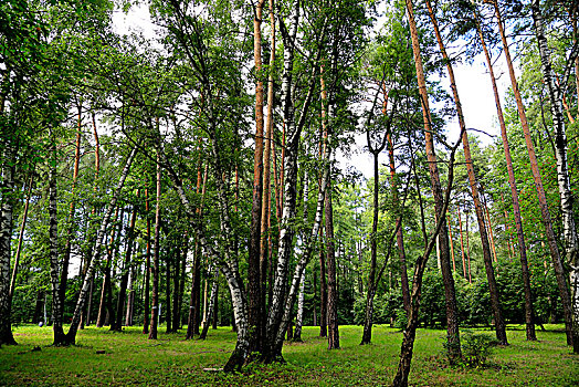 莫斯科户外景观树林