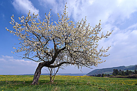 苹果树,花,草地,图林根州,德国,欧洲