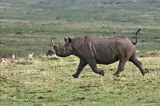 肯尼亚,黑犀牛,马赛马拉国家保护区,流行,犀牛,罐,跑,快