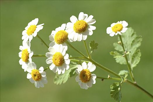 小白菊,草药