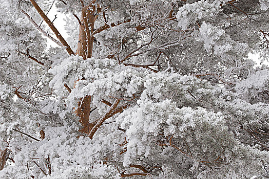 松树,枝条,冬景