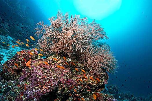珊瑚礁,黑色,珊瑚,环礁,印度洋,马尔代夫,亚洲