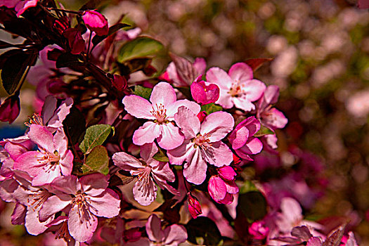 一簇粉色的海棠花
