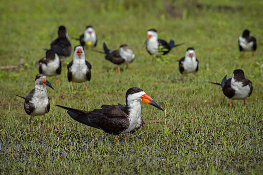 黑色,剪嘴鸥,黑剪嘴鸥,生物群,湿地,地形,潘塔纳尔,南马托格罗索州,巴西,南美