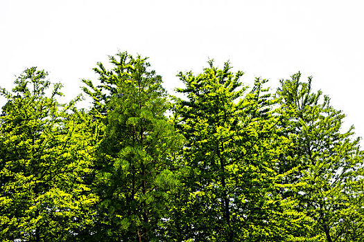 绿色的树,白色背景