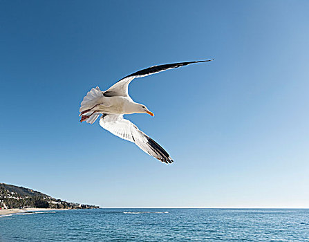 海鸥,飞行,拉古纳海滩,加利福尼亚,美国,北美