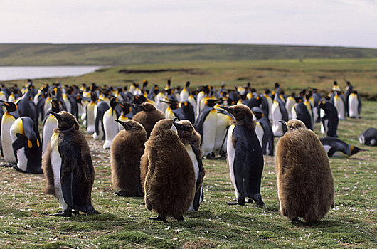 福克兰群岛,自愿角,帝企鹅,生物群,幼禽