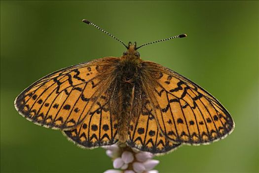 湿地,豹纹蝶,普通,花,德国