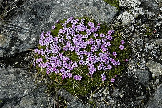 苔藓