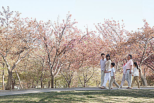 几代同堂,散步,樱桃树,公园,春天,北京