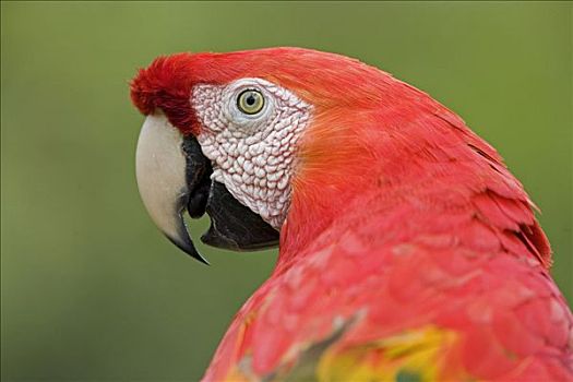 绯红金刚鹦鹉,特写,肖像,亚马逊河,生态系统,秘鲁