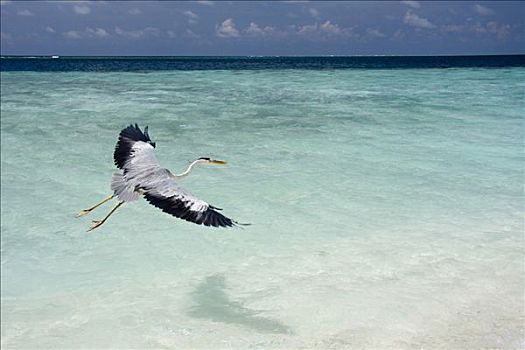 苍鹭,飞行,岛屿,马尔代夫,印度洋