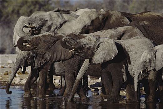非洲象,群,喝,水坑,非洲