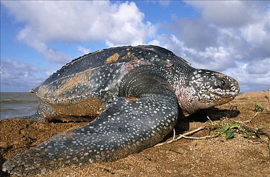 棱皮海龟,棱皮龟,雌性,窝,麦尔斯堡海滩,圭亚那