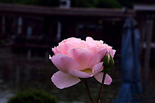 唯美月季花,美轮美奂月季花