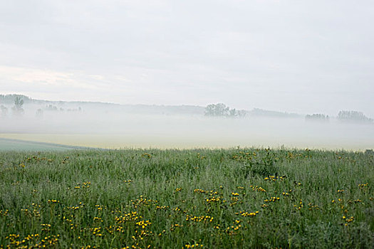 野花,草地,雾,背景