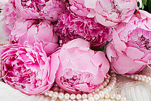 粉色,牡丹,珍珠,白色背景,蕾丝