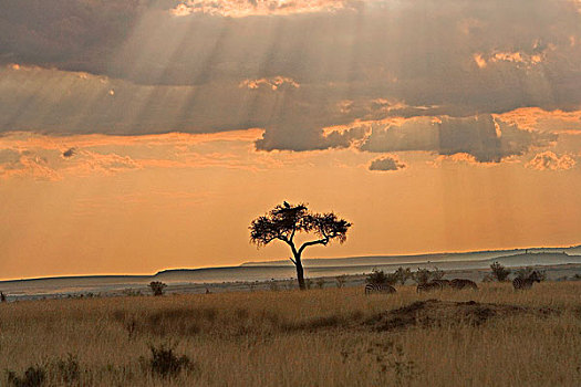 太阳,光线,下午,乌云,马赛马拉,肯尼亚