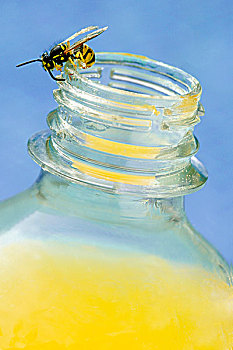 蜜蜂,上面,瓶子,橙汁
