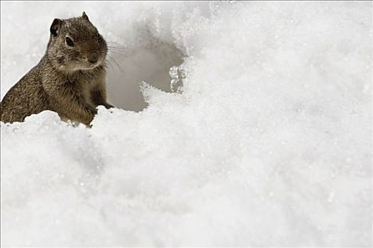 地松鼠,雪中