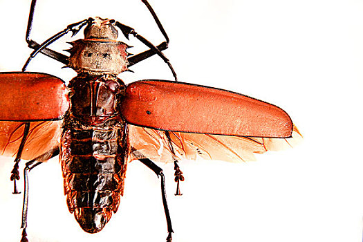 甲虫,展示,圣达菲,新墨西哥,美国