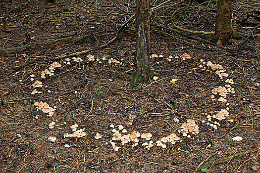 蘑菇,仙女,巴伐利亚,德国,欧洲