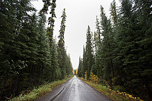 树,秋叶,乡村道路,蒙大拿,美国