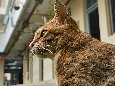 校园的猫撒泼打滚让人欢喜