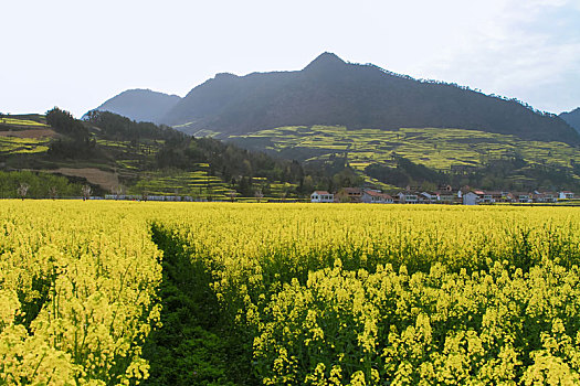 汉中油菜花