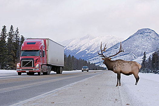美洲,麋鹿,鹿属,鹿,雄性动物,公路,碧玉国家公园,艾伯塔省,加拿大