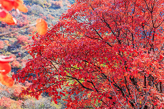 秋天红色黄栌树树林,山东省青州市天赐山红叶