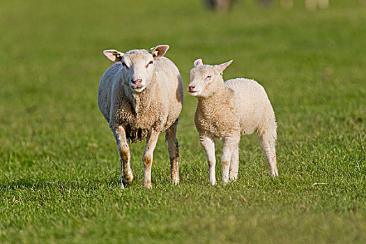 特塞尔,绵羊,成年,羊羔,荷兰,欧洲