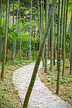 中国南方竹林间的石板路