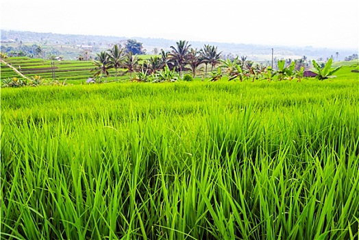 稻米,梯田,翠绿,巴厘岛,印度尼西亚