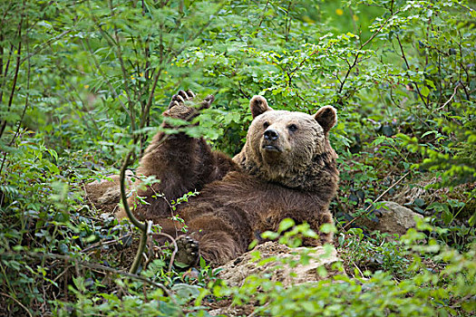 欧亚混血,棕熊,熊,巴伐利亚森林国家公园,德国