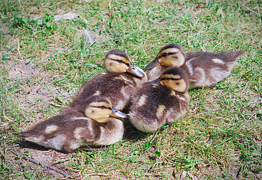 四个,幼仔,鸭子,雏鸟,动物,可爱,野鸭,幼禽