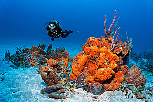 水中呼吸器,潜水,看,礁石,排列,多样,彩色,海绵,橙色,珊瑚,沙,仰视,小,多巴哥岛,斯佩塞德,特立尼达和多巴哥,小安的列斯群岛,加勒比海