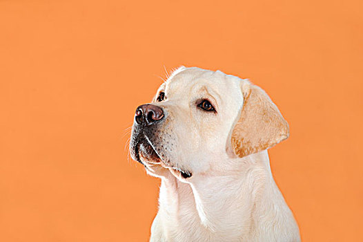 黄色拉布拉多犬,肖像