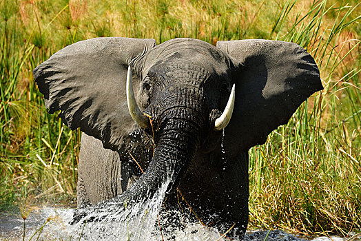 大象,非洲象,站在水中,奥卡万戈三角洲,博茨瓦纳,非洲