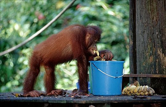 猩猩,黑猩猩,吃,香蕉,桶,中心,婆罗洲,马来西亚,侧面