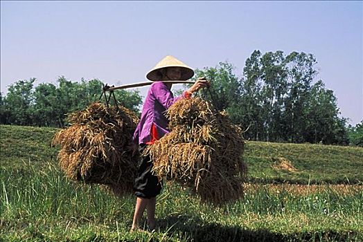 越南,海防,微笑,女人,农民,捆,稻米,上方,肩部