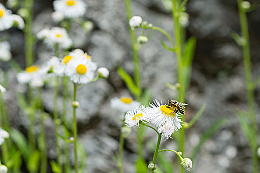 蜜蜂,白色背景,雏菊